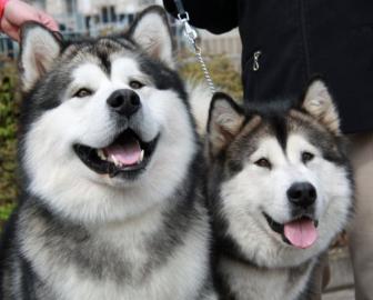 Alaskan Malamute
