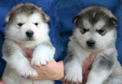 Alaskan Malamute