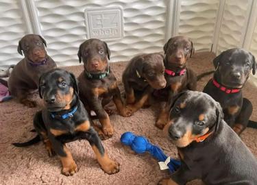 Dobermannwelpen zu verkaufen! WhatsApp-N