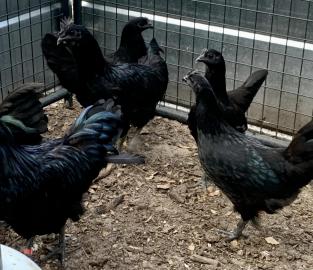 Ayam Cemani H?hner 🐓 und K?ken &a