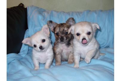 3 Chihuahuawelpen in liebevolle H�nde ab