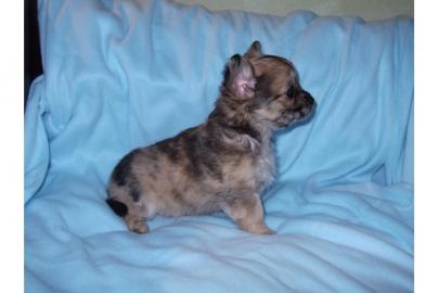 3 Chihuahuawelpen in liebevolle H�nde ab