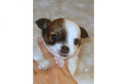 3 Chihuahuawelpen in liebevolle H�nde ab
