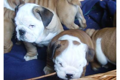 Bildsch�ne English-Bulldogge Welpen m.  P