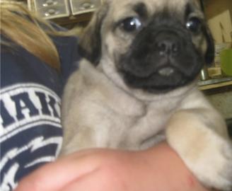 Beautiful Puy puppies