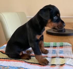 Dobermann-Welpen zu verkaufen