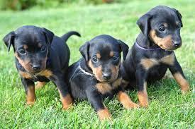 Dobermann-Welpen zu verkaufen