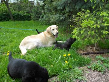 Zuckers��e Labrador Welpen