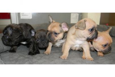 Supers��e Franz�sische Bulldoggen Welpen