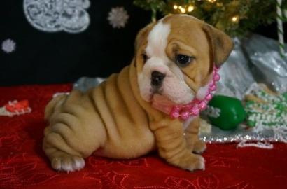 Reinrassige Englische Bulldogge Welpen w
