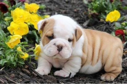 Reinrassige Englische Bulldogge Welpen w