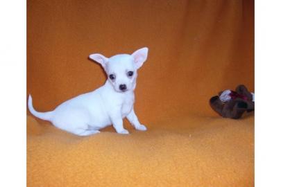 Superser Chihuahua Welpen