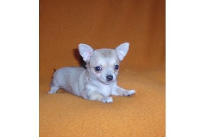 Supers��er Chihuahua Welpen