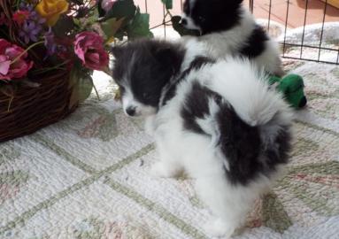 Super s��e Pommerschen Zwerg Spitz