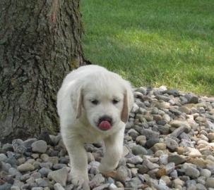 M?nnliche und weibliche Golden Retriever