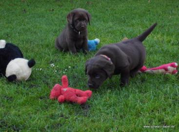 s��e Labrador Welpen in choco, geimpft,