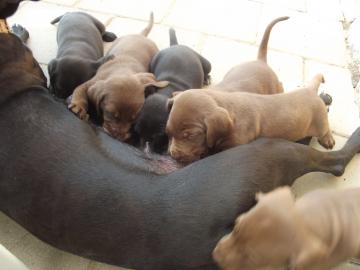 s��e Labrador Welpen in choco, geimpft,