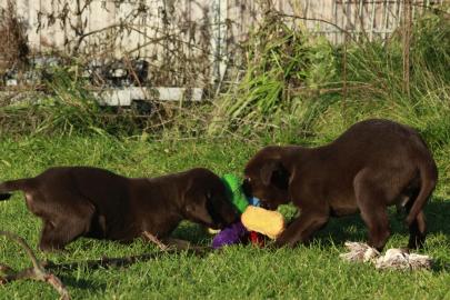 s��e Labrador Welpen in choco, geimpft,