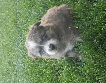 Treffen Sie diese entz�ckenden Pomsky W