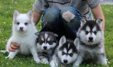 Treffen Sie diese entz�ckenden Pomsky W