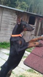 Liebe Dobermann Welpen,
