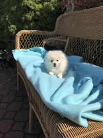 Boo Pomeranian Zwergspitz Welpen