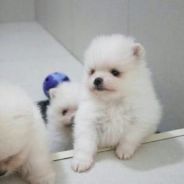 MINI typische Zwergspitzwelpen/Pomerania