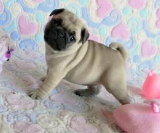Mops welpen