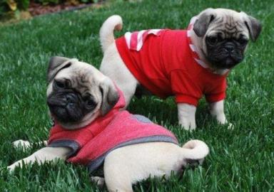 Mops welpen