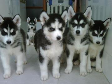 Siberian Reinrassige Husky Welpen mit VD