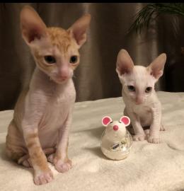 Cornish Rex K?tzchen verf?gbar