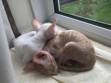 Cornish Rex K?tzchen verf?gbar