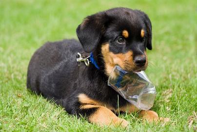 Rottweiler Welpen suchen ein neues zuhau