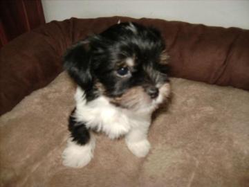 Biewer Yorkshire Terrier Welpe mit Ahnen