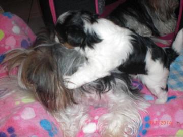 Biewer Yorkshire Terrier Welpe mit Ahnen