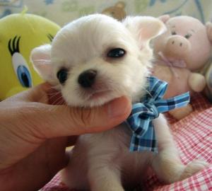 Super s��e mini chihuahua Welpen zu verk