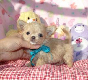 Super s��e mini chihuahua Welpen zu verk