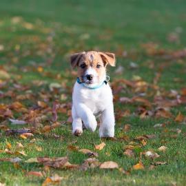 Arbeitende Jack Russells
