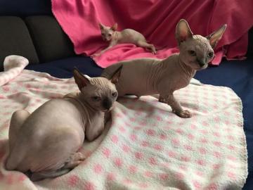 Sphynx Katzchen abgabebereit mit Stammba