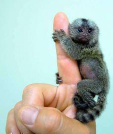 Krallenaffen-Baby zur Adoption