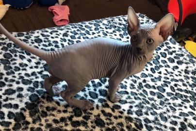 Sch�ne Sphynx K�tzchen