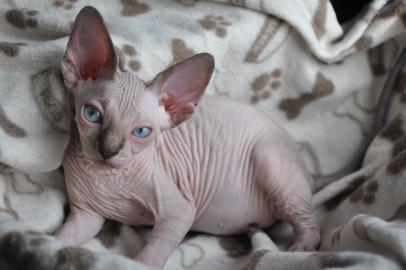 Sch�ne Sphynx K�tzchen