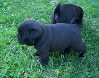 Wundersch�ne Mini Mops Welpen Schwarz Un