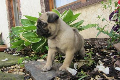 Wundersch�ne Mini Mops Welpen Schwarz Un