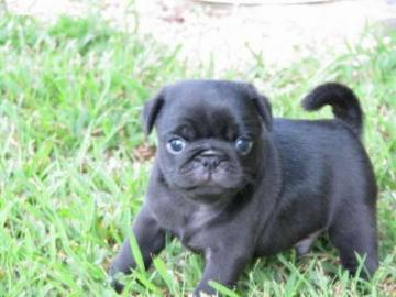 Wundersch�ne Mini Mops Welpen Schwarz Un