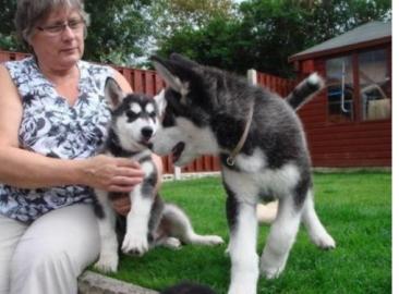Siberian Husky Welpen