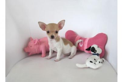 Wundersch�ne chihuahua welpen