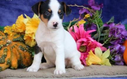 Erh?ltlich Jack-Russell-Terrier mit Papi