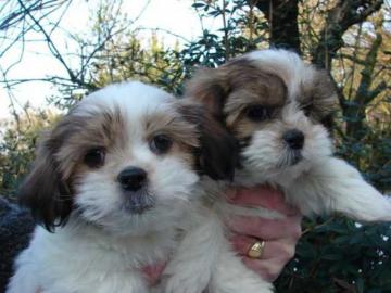 Wundersch?ne Imperial Shih Tzu Welpen. 