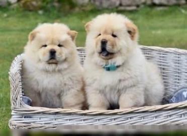 Chow-Chow-Welpen zu verkaufen � WhatsApp